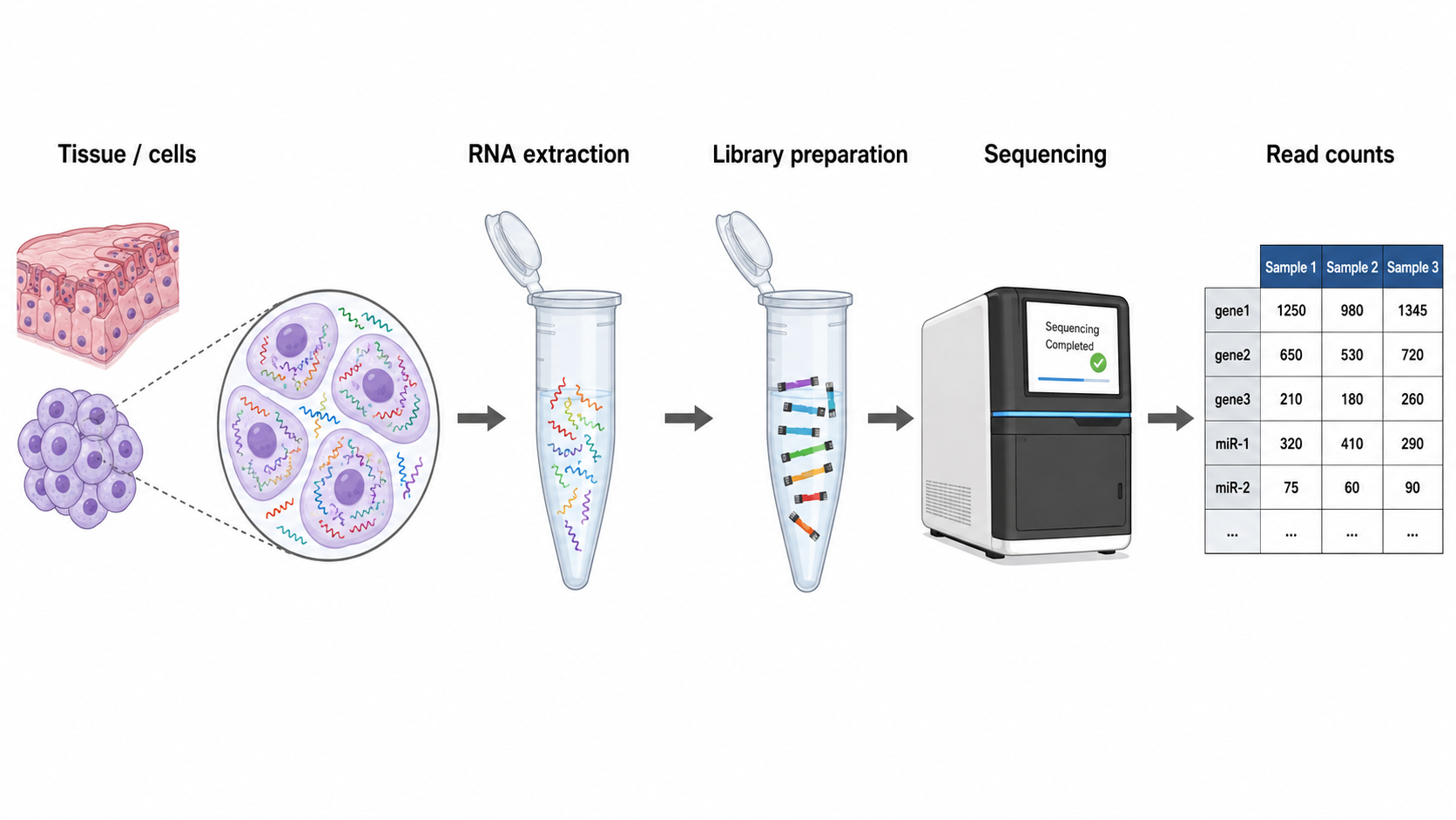 RNA-seq workflow from tissue and cells to read counts
